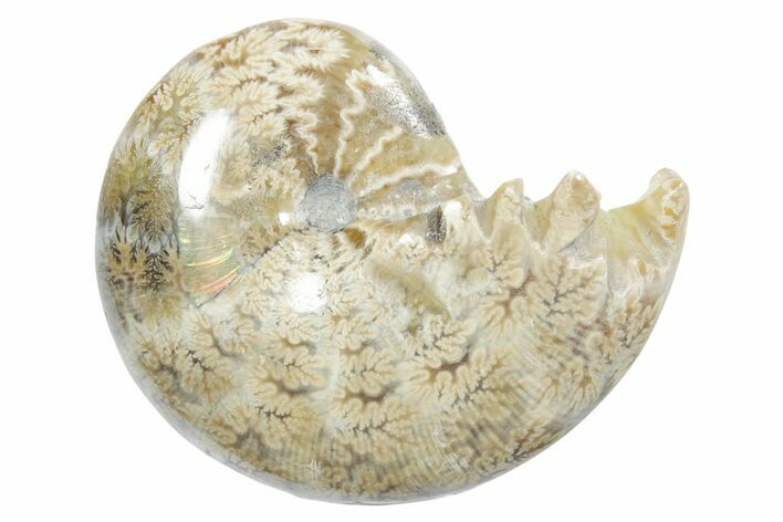 Polished Ammonite (Phylloceras) Fossil - Madagascar #349785